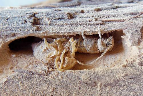 Réf. 286 665 : Trichoferus holosericeus