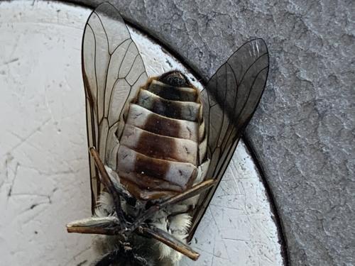 Réf. 286 379 : Tabanus spodopterus