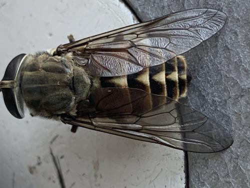 Réf. 286 378 : Tabanus spodopterus