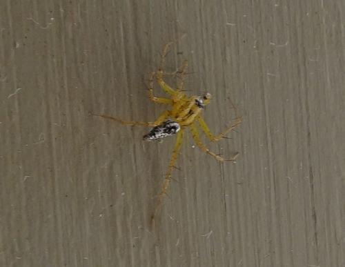 Oxyopes sp.