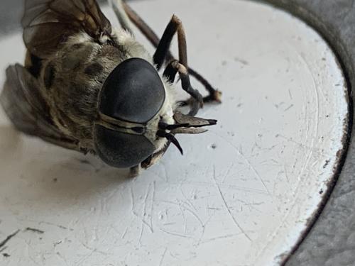 Réf. 286 380 : Tabanus spodopterus