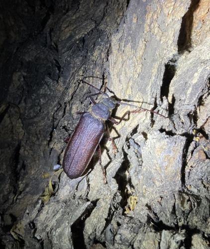 Prinobius myardi