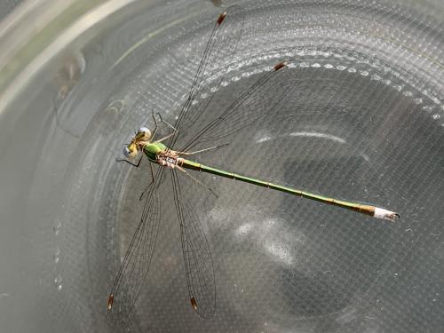 Lestes virens