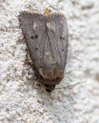Réf. 286 079 : Amphipyra tragopoginis