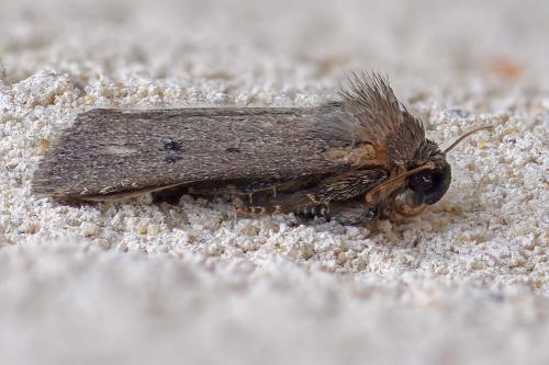 Réf. 286 080 : Amphipyra tragopoginis