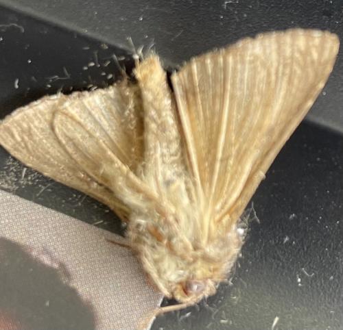 Autographa gamma