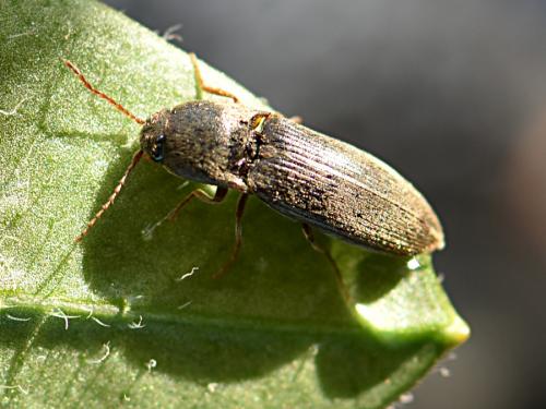 Agriotes sp.