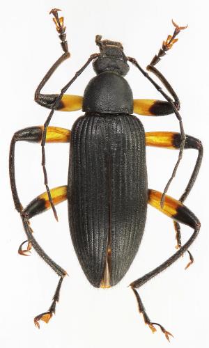 Allecula salvazai