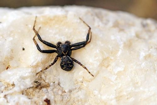Réf. 286 307 : Xysticus sp.