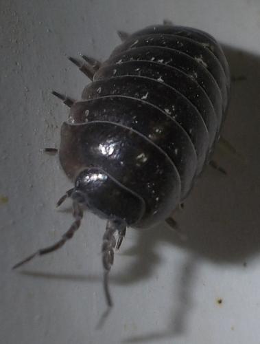 Armadillidium vulgare