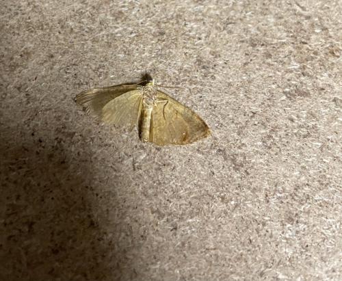 Camptogramma bilineata
