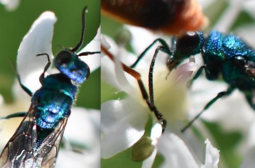 Trichrysis cyanea
