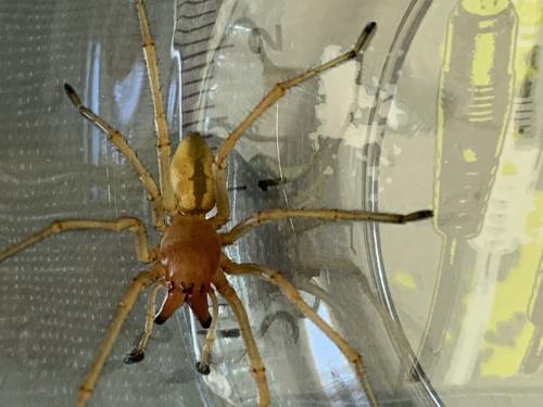 Réf. 286 354 : Cheiracanthium punctorium