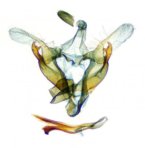 Coleophora follicularis