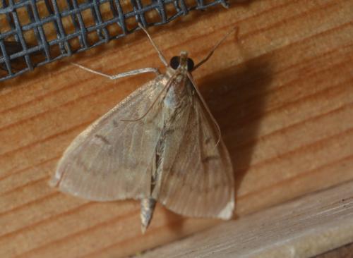 Réf. 286 377 : Ostrinia nubilalis