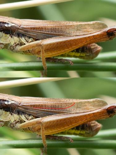 Réf. 286 709 : Pseudochorthippus montanus montanus
