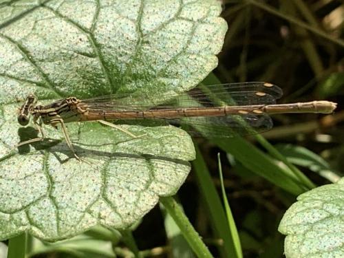 Platycnemis pennipes