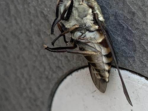 Réf. 286 394 : Tabanus spodopterus