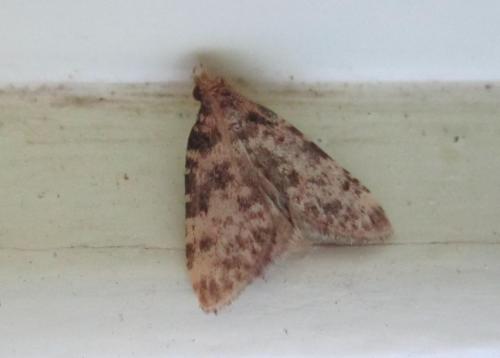 Réf. 286 512 : Aglossa brabanti