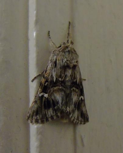 Calophasia lunula