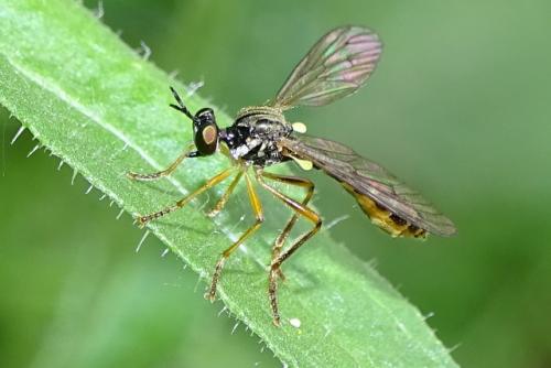 Dioctria linearis
