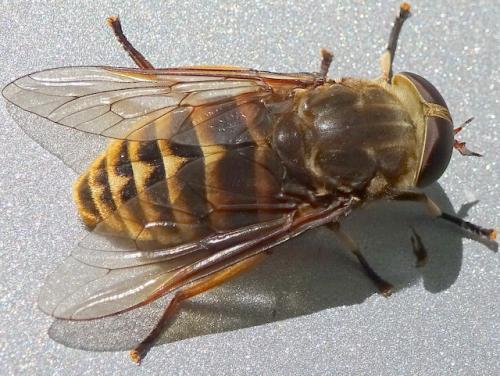 Réf. 286 189 : Tabanus sudeticus