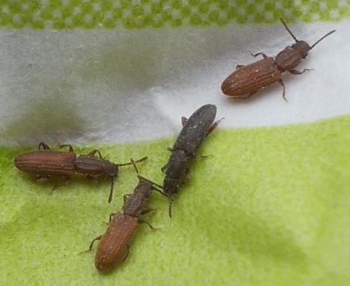 Oryzaephilus sp.