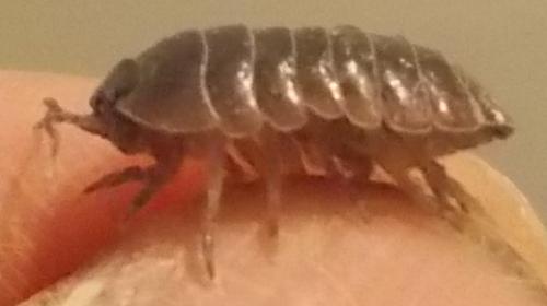 Armadillidium vulgare