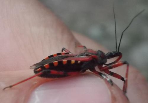 Rhynocoris sp.
