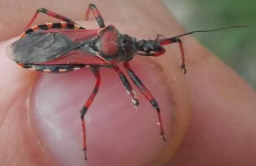 Rhynocoris sp.