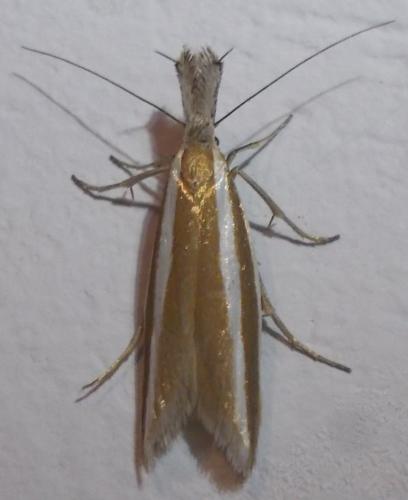 Réf. 286 483 : Pleurota aristella