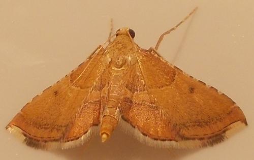 Réf. 286 953 : Endotricha flammealis