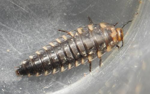 Silpha tristis