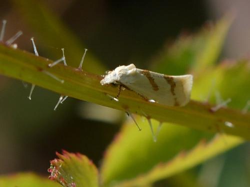 Réf. 286 592 : Aethes sp.