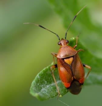 Réf. 286 195 : Deraeocoris ruber