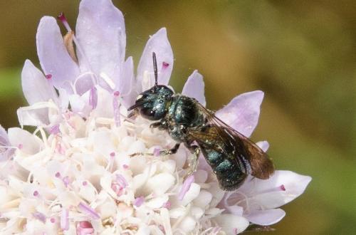 Ceratina sp.