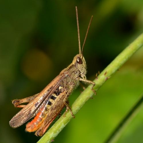 Réf. 286 529 : Chorthippus brunneus brunneus