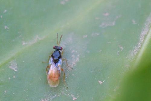Euplectrus sp.