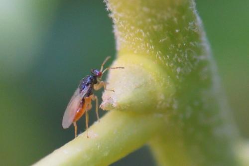 Euplectrus sp.