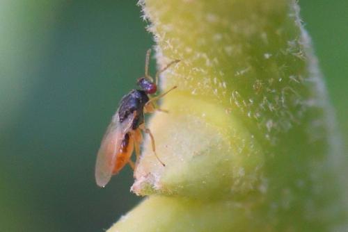 Euplectrus sp.