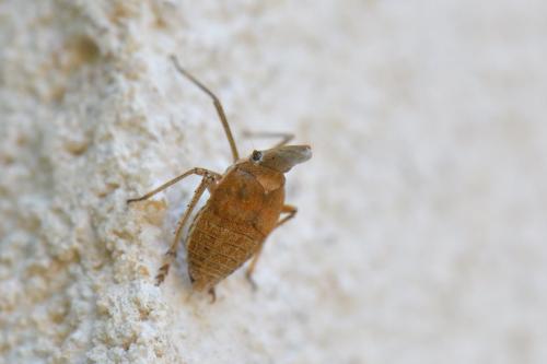 Bursinia sp.