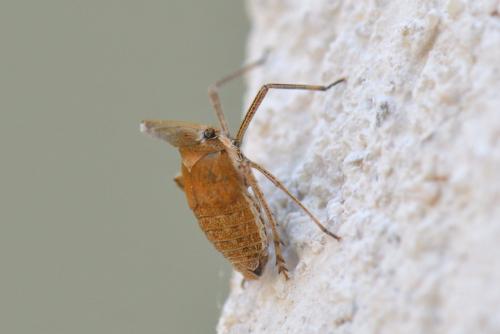 Bursinia sp.