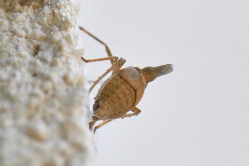 Bursinia sp.