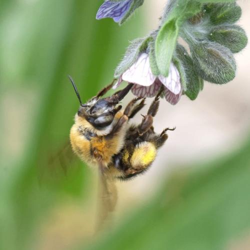 Réf. 286 452 : Habropoda tarsata
