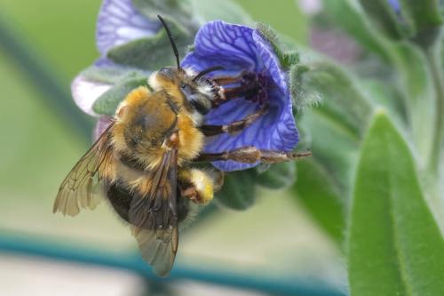 Réf. 286 451 : Habropoda tarsata