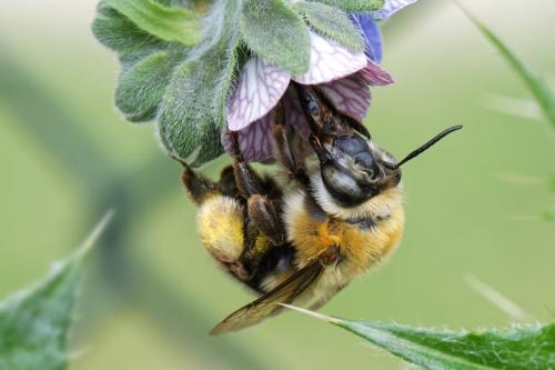 Réf. 286 453 : Habropoda tarsata