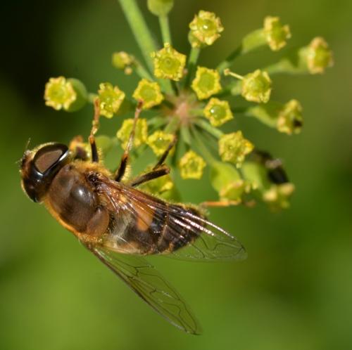 Eristalis pertinax