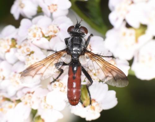 Réf. 286 844 : Cylindromyia bicolor