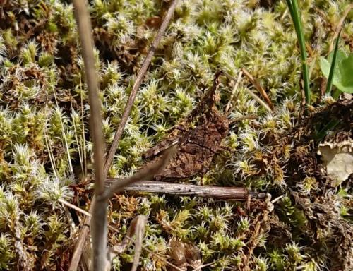 Réf. 286 364 : Oedipoda caerulescens caerulescens