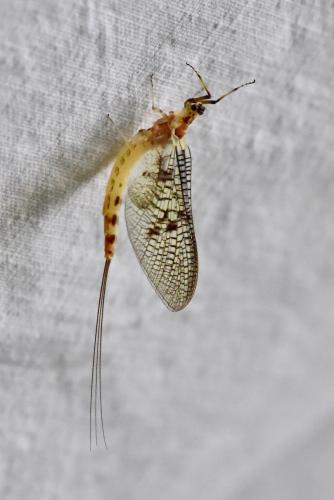 Ephemera danica